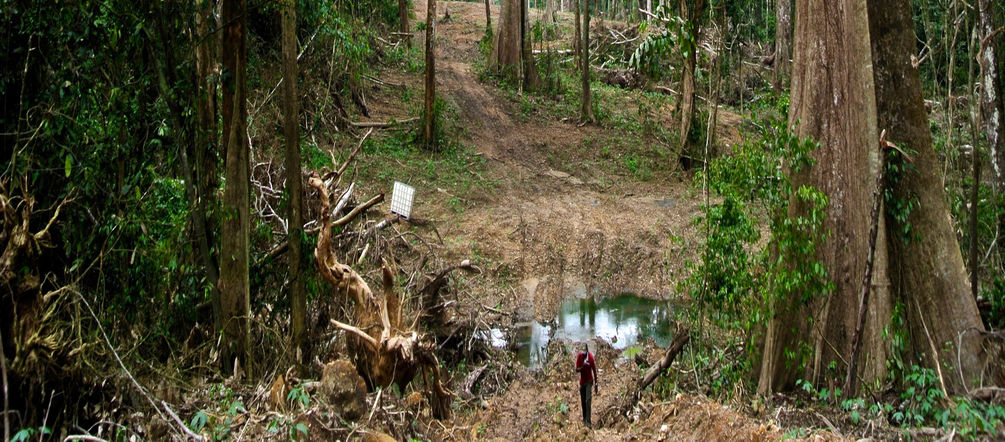 A swathe of rainforest is being cleared for Nigeria's superhighway folly A swathe of forest is being cleared for the superhighway