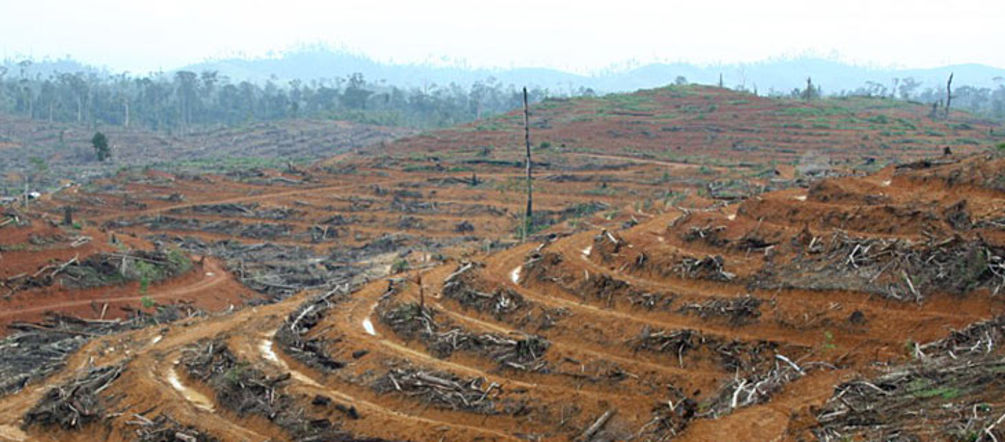 Completely cut clear hill, with residues of rainforest trees