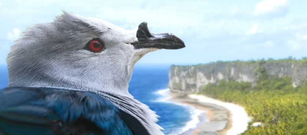 The endangered Polynesian imperial pigeon only occurs on Makatea Atoll. Polynesian imperial pigeon, Makatea Atoll in background