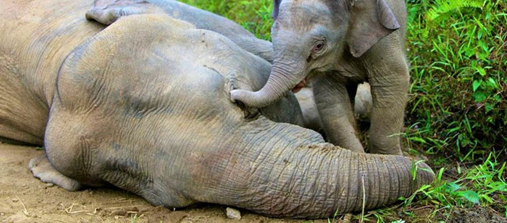 Photo: picture alliance / dpa A baby elephant standing over the body of its dead mother, touching her head with its trunk