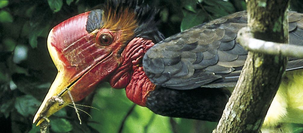 A helmeted hornbill in a tree