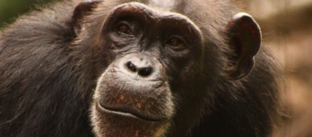 Western chimpanzee