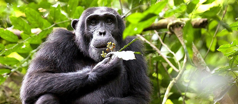 A chimpanzee in Uganda A chimpanzee in Uganda