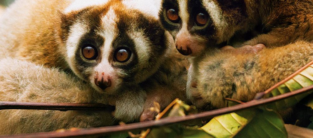 Born to be free – slow lorises (Picture: Julie O'Neill) Slow Lorises in Indonesia