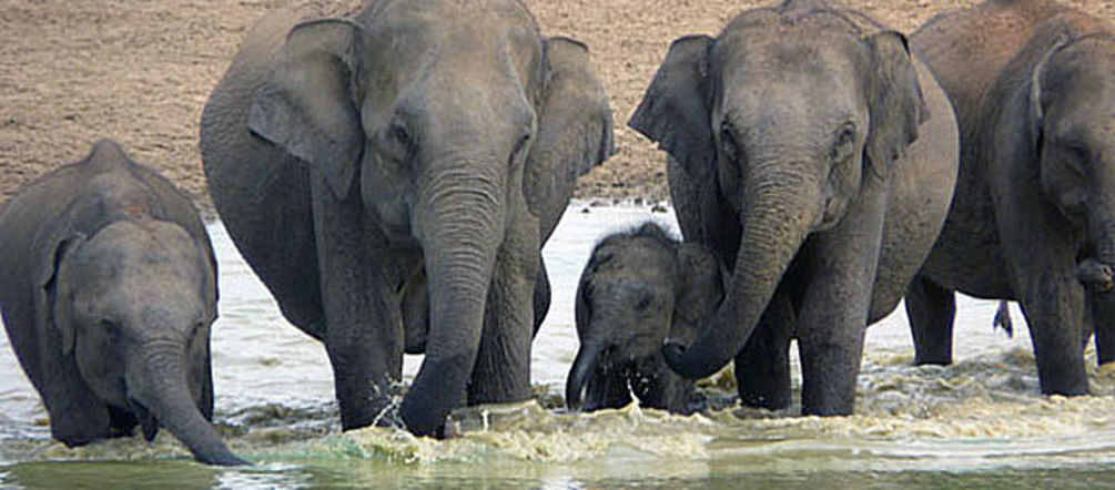Sri Lankan elephants Sri Lankan elephants drinking in a water hole
