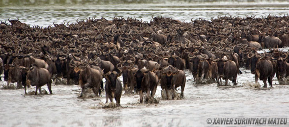 Horde of Antilopes in a lake