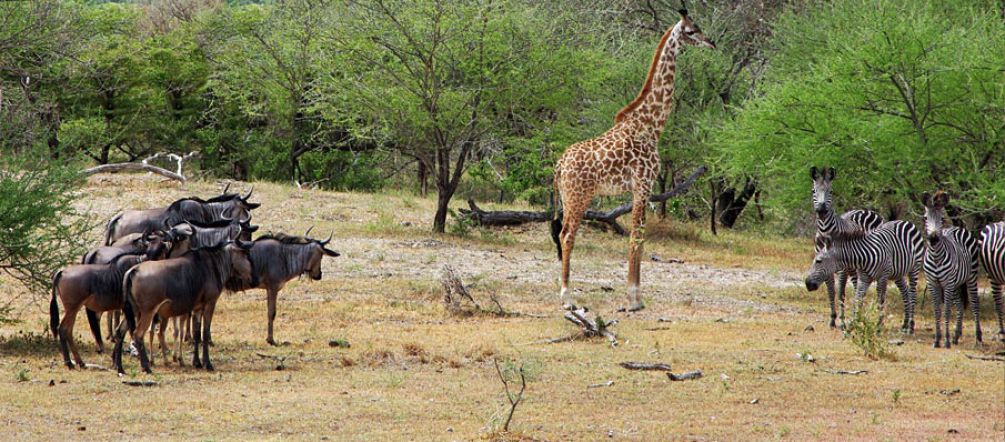 Selous: Its unique diversity of species is threatened by a uranium mine. Picture: igougo.com Gnus, giraffes and zebras in the Selous Game Reserve in Tanzania