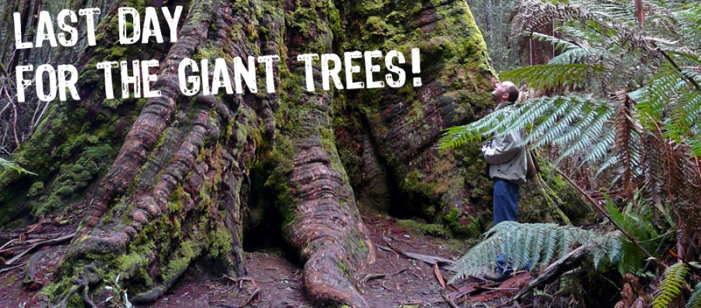 The protected status of some of the world's tallest trees is in danger (photo: bishib70/Flickr) A man dwarfed by the roots of a giant tree