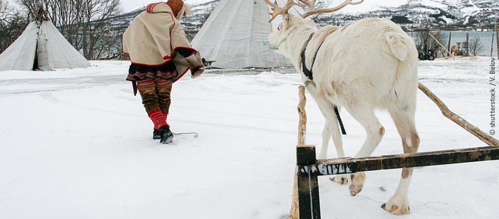 Traditional Sami with reindeer