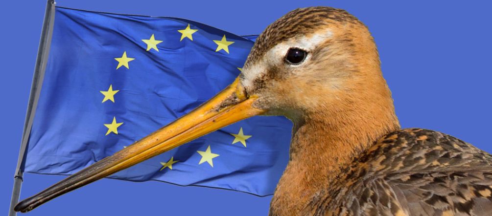 A godwit – one of the many creatures facing dwindling habitat Godwit and EU flag