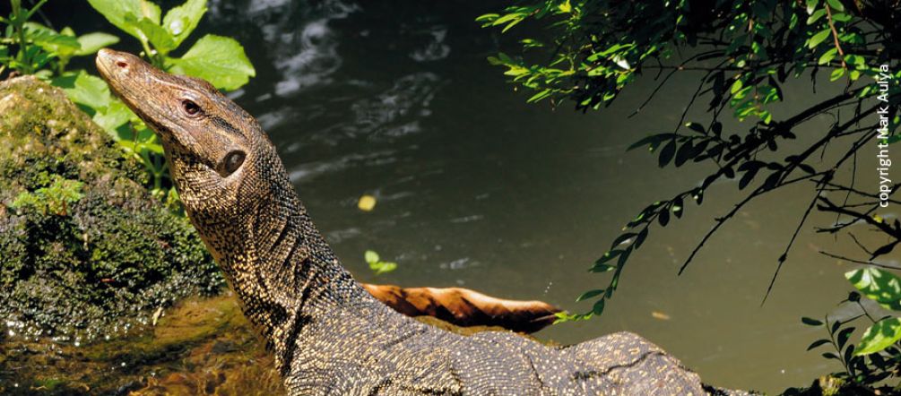Water monitors go through atrocious agonies, before they end up as exclusive ladies’ watch bands.