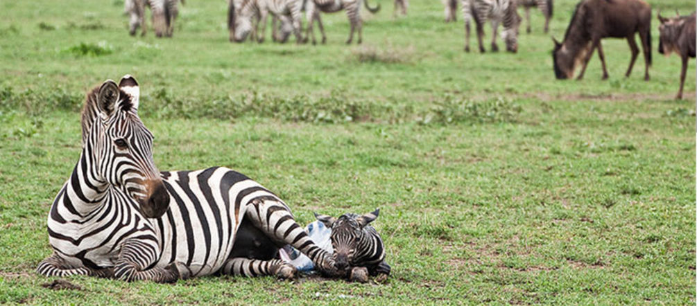 Zebra mum and baby on the Serengeti plains (Photo: Xavier Surinyach Mateu) Zebra mum and baby on the Serengeti plains