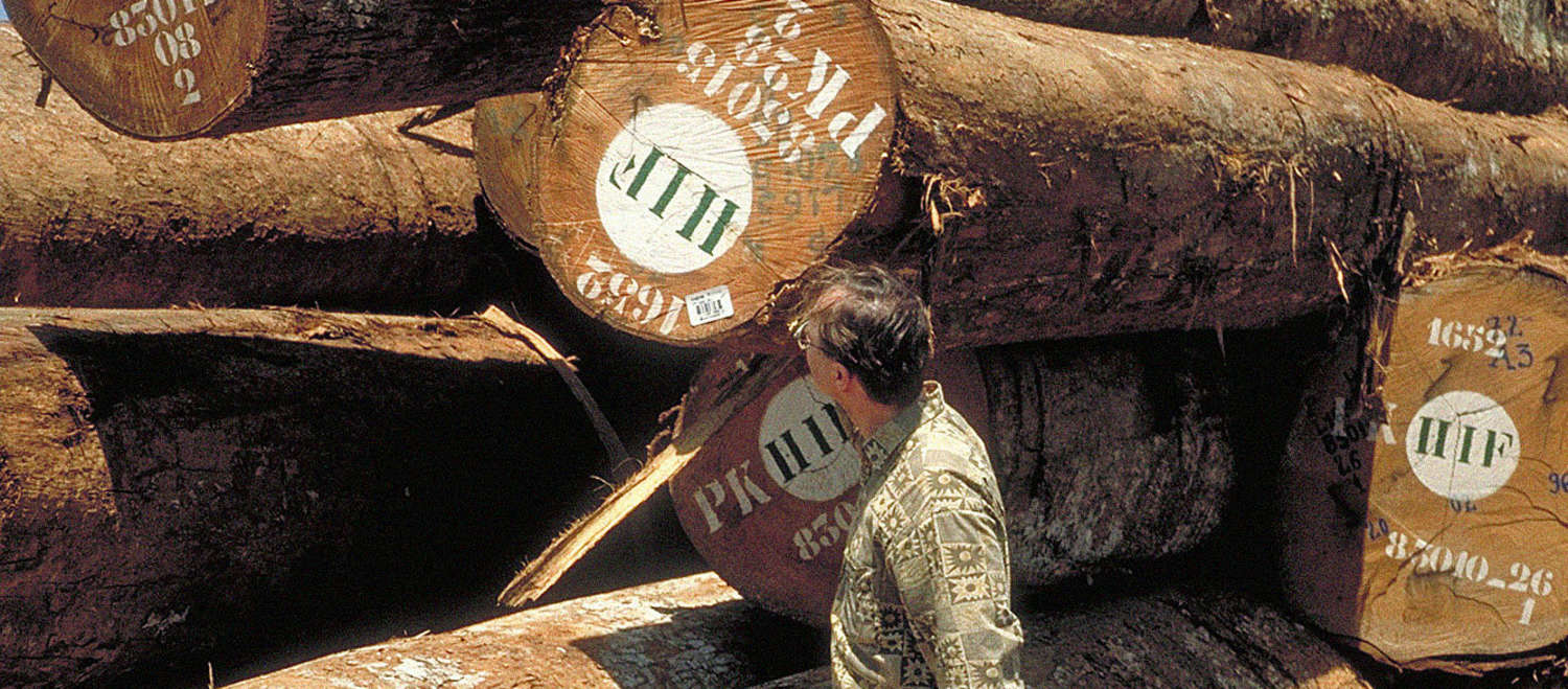 Stacks of illegally logged tree trunks