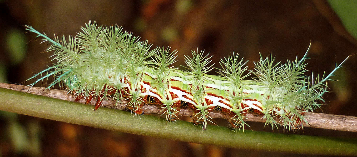 Automeris sp. caterpillar on a twig