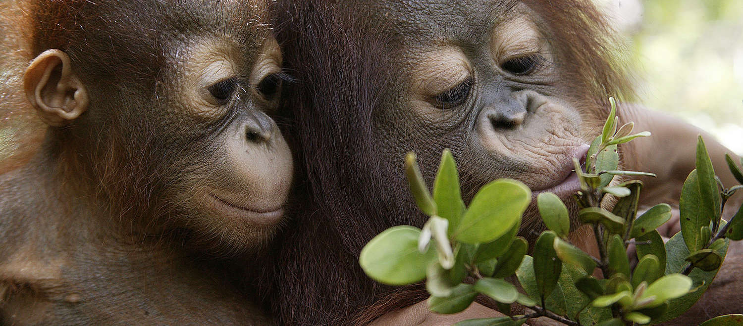 Two young orangutans in the rainforest on Sumatra, Indonesia
