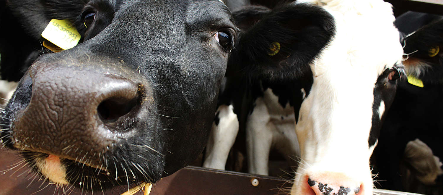 Two cows in a cage