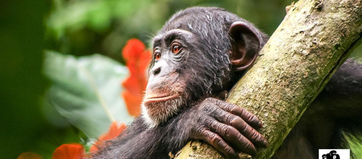 A chimpanzee in Liberia