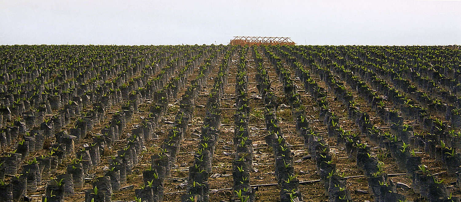 Palm oil plantations reaching to the horizon