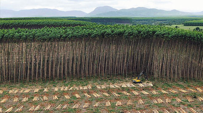 This is not a forest. A plantation in Brazil