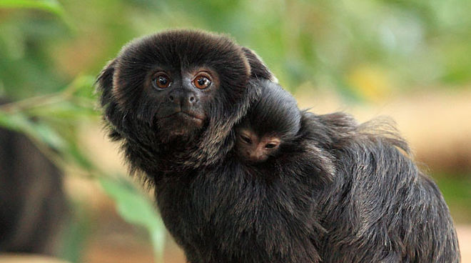 Goeldi's monkeys live in Alto Purús (© Stiftung Papiliorama (Austria)/Thomas Rawyler)