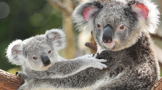 Koalas need diverse forests with a variety of eucalyptus species A koala mother with her baby on a tree
