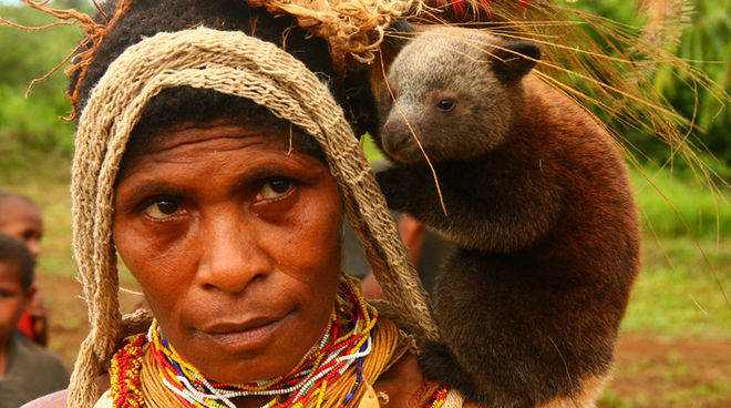 Industrial agriculture has already destroyed more than one million hectares of rainforest in Papua. Baby Tree Kangaroo