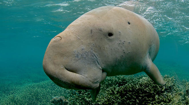 Its life is at stake: the dugong. Dugong swimming in tropical water
