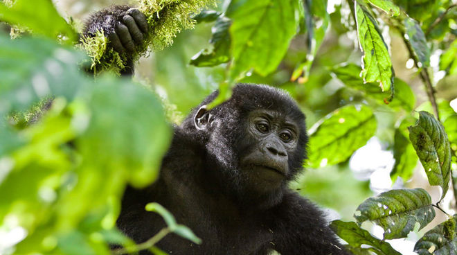 Mountain gorillas survive only in strictly protected forest reserves Gorilla