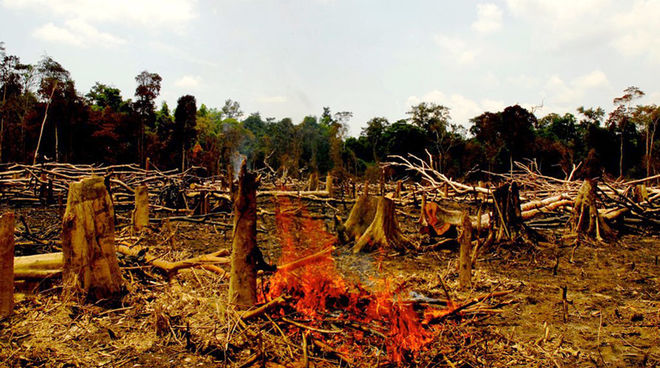 Rainforest is more important than palm oil profits Burning rainforest which has to make place for palm oil plantations