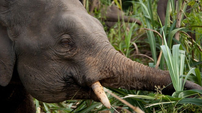 Borneo’s pygmy elephants need protected habitat, not roads Elephant eating grass
