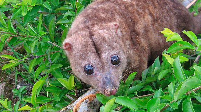 The Woodlark cuscus faces extinction if the island’s forests are cleared (photo: Eleanor Clapp) The Woodlark cuscus, a nocturnal marsupial