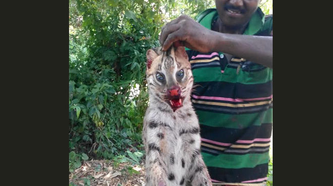 This poacher and four others were arrested on the 5th of August. A poacher posing with a dead fishing cat
