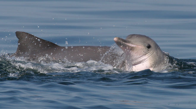 Guiana dolphins Guiana dolphins