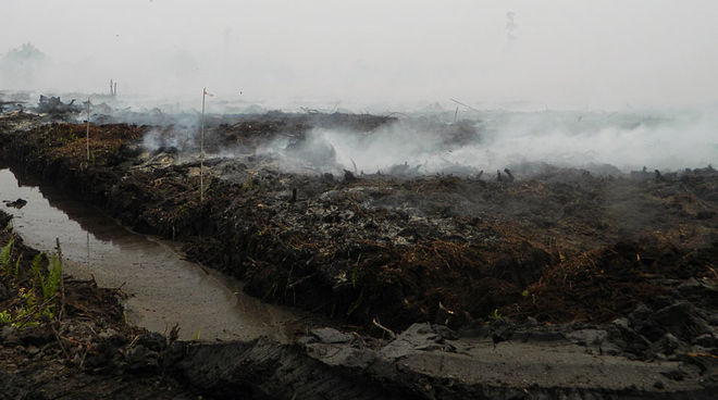 Smoldering peatland in Katingan, Central Kalimantan Haze and fire on drained peatland at the Pt PEAK plantation, Katingan, C-Kalimantan