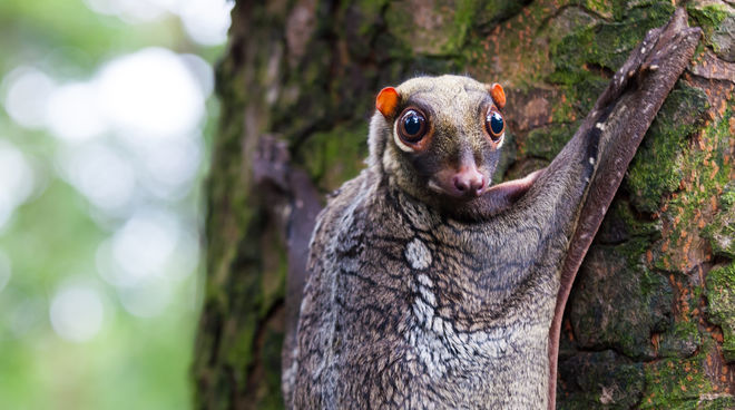 Malayan flying lemur on Borneo Malayan flying lemur on Borneo
