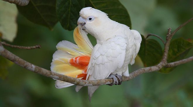 The already endangered Philippine cockatoo's survival is at a risk A Philippine cockatoo sitting on a tree