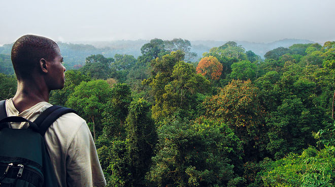 Cameroon needs biodiversity, not green deserts: much of the country is still covered by dense rainforest A man looking out across the rainforest canopy