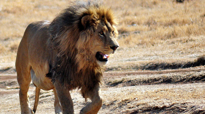 cecil the lion murdered end trophy hunting now rainforest rescue
