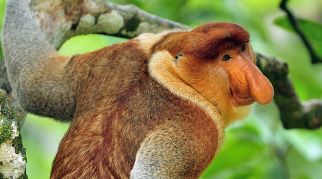 Destroying peat forests robs proboscis monkeys of their habitat. A proboscis monkey