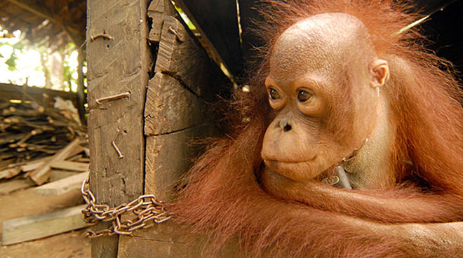 The orangutang’s mother has been killed on a palm oil plantation