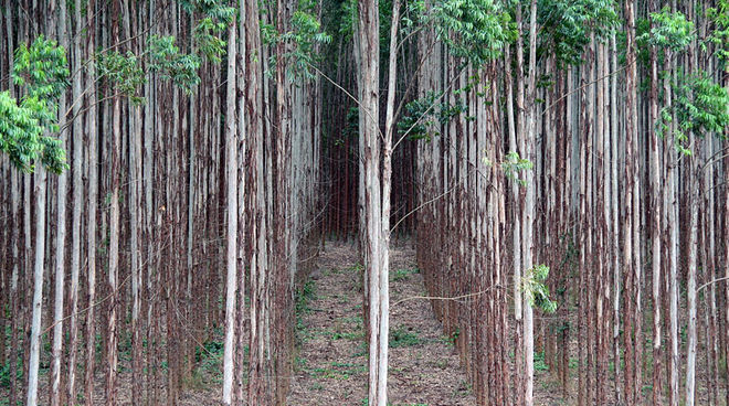 This is not a forest: an industrial eucalyptus plantation in Brazil Eucalyptus trees planted in straight lines on the industrial plantation of a Brazilian paper company