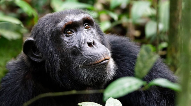 Illegal cocoa cultivation is destroying the habitat of primates. A bonobo in a tropical forest