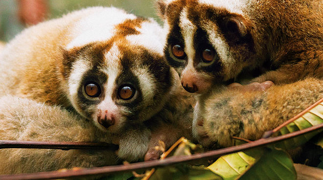 Born to be free – slow lorises (Picture: Julie O'Neill) Slow Lorises in Indonesia