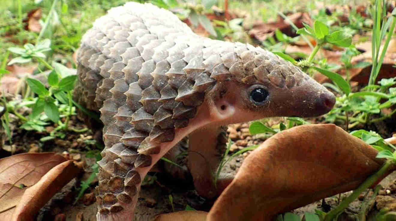 an image of a baby pangolin