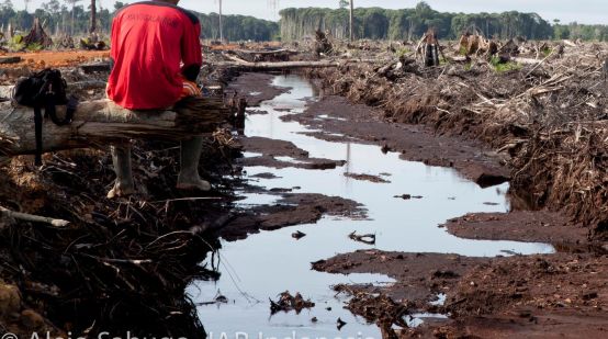 Destruction of the rainforest