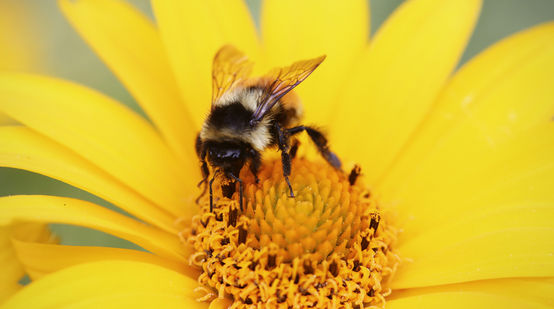 A bee on a flower