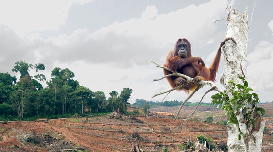 Perkebunan sawit menghancurkan habitat orang utan