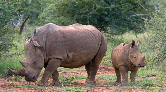 A young rhino and an adult standing in the savannah