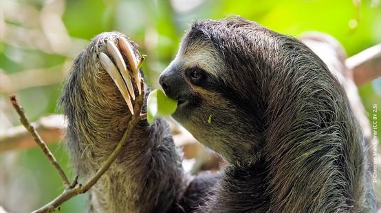 Sloth in tree, nibbling on a leaf