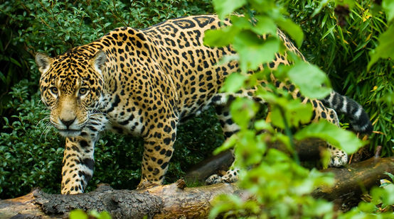 Jaguar surrounded by vegetation